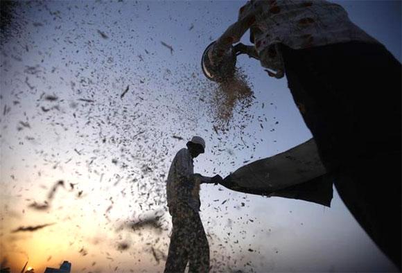 Labourers sift harvested wheat in a field on the outskirts of Ahmedabad.