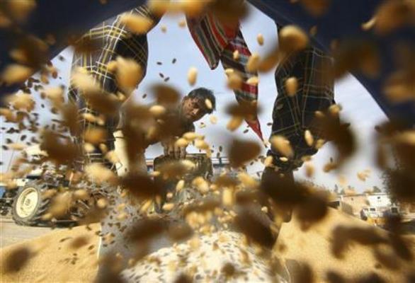 A labourer fills a sack of wheat at a wholesale grain market in Chandigarh.