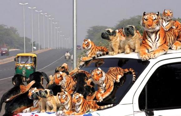 An auto-rickshaw passes in front of a roadside shop of stuffed toys ahead of Christmas celebrations in New Delhi.