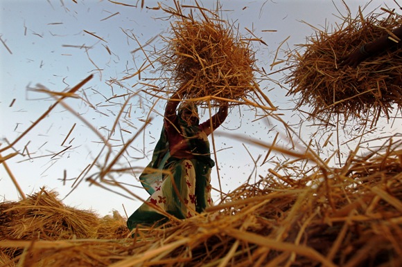 A farm worker removes grass from rice seeds in a field.
