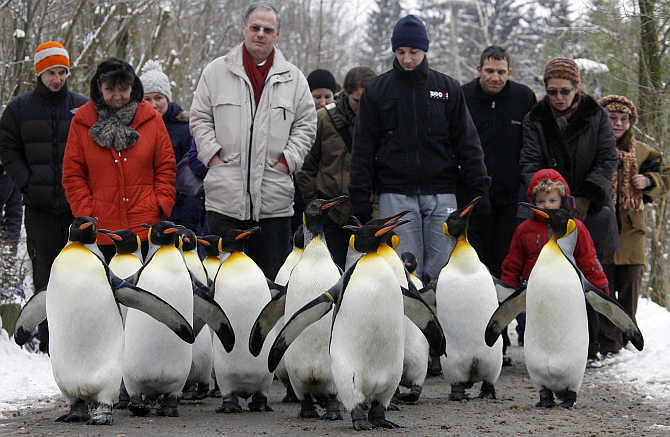 People follow king penguins exploring their outdoor pen at Zurich's Zoo, Switzerland.