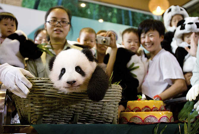 A newly-born giant panda cub sits inside a basket at a zoo in Guangzhou, Guangdong province, China.
