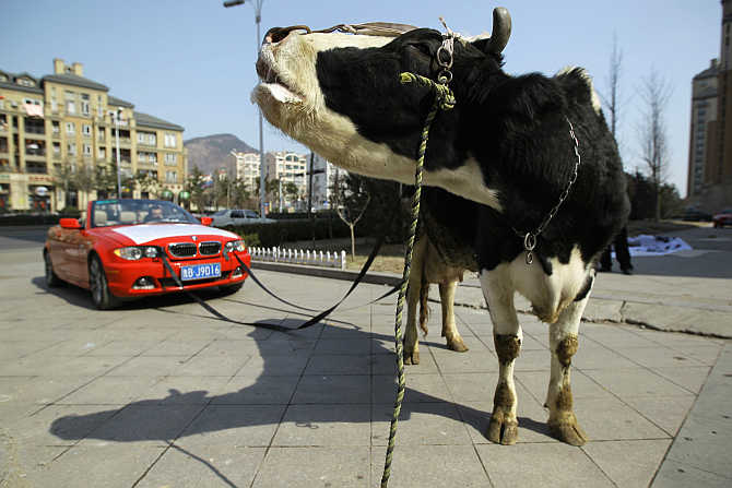 A cow is attached to a BMW car in Qingdao, Shandong province, China. The driver of the damaged BMW had tethered the animal to his vehicle to express his anger towards a garage which he believed not only aggravated the damages to his car, but had also refused to compensate him for it.