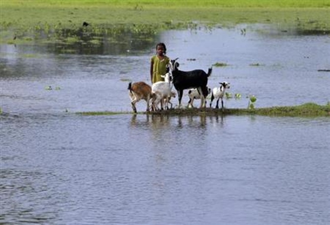 A flood-affected girl stands with goats on the banks of Kosi river at Kusaha village in Purniya district in Bihar.