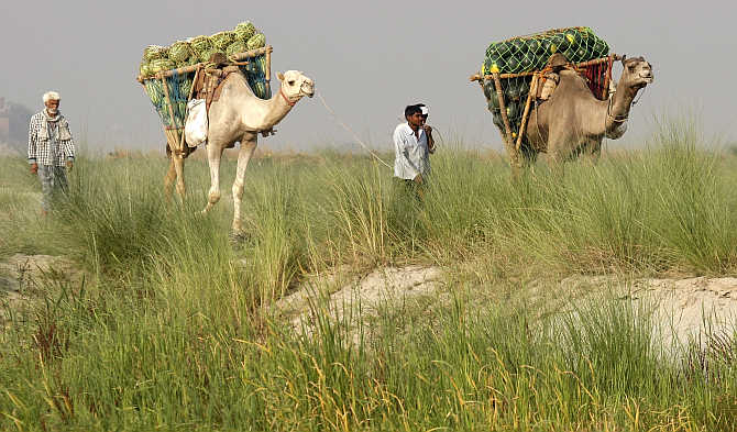Farmers transport watermelons on their camels on the banks of the river Ganges to sell at a market in Allahabad.