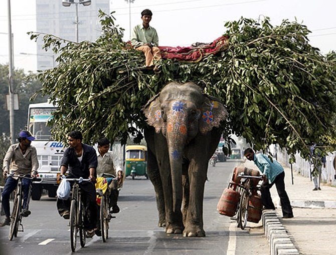 An elephant loaded with tree branches walks down a busy road in New Delhi.