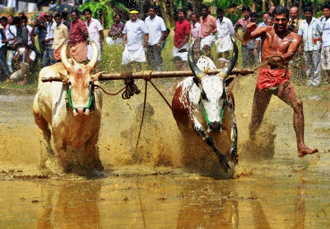 A farmer shouts while controlling his pair of oxen as they race through a paddy field during the 'Kakkoor Kalavayal' festival at Kakkoor village, on the outskirts of Kochi, Kerala.