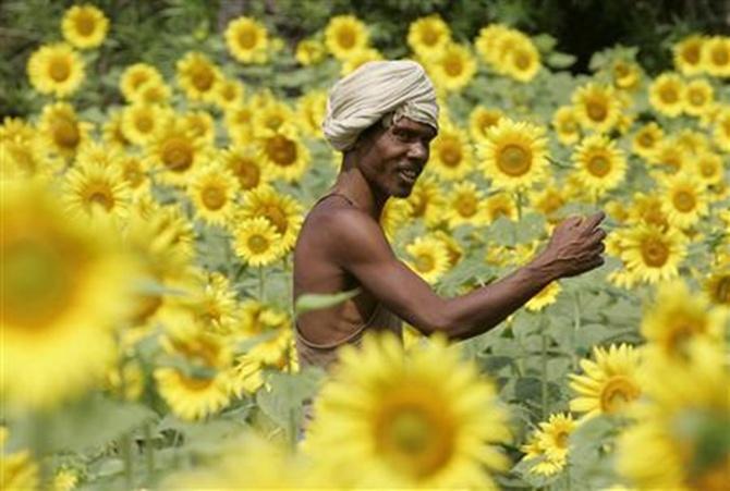 A farmer works at a sunflower field.