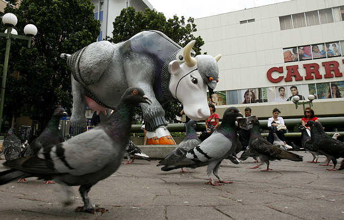 A sculpture called 'The cow pigeon' is displayed as part of the Cow Parade art festival in San Jose, Costa Rica.