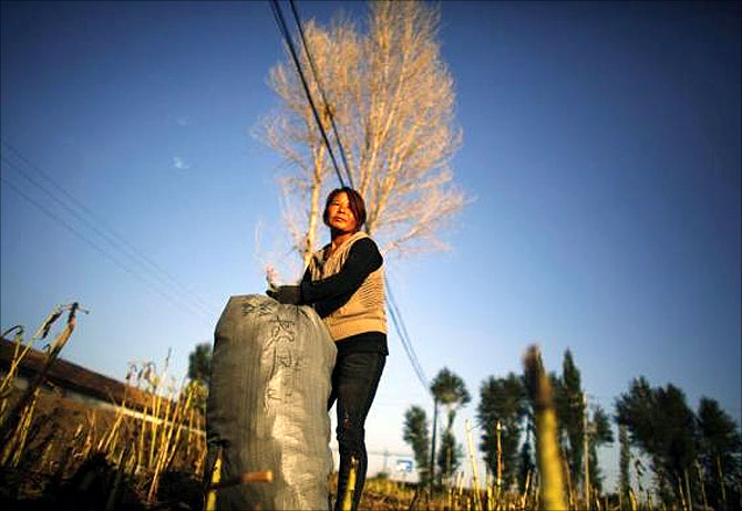 A woman works in a field near the dried up Shiyang river on the outskirts of Minqin town, Gansu province.