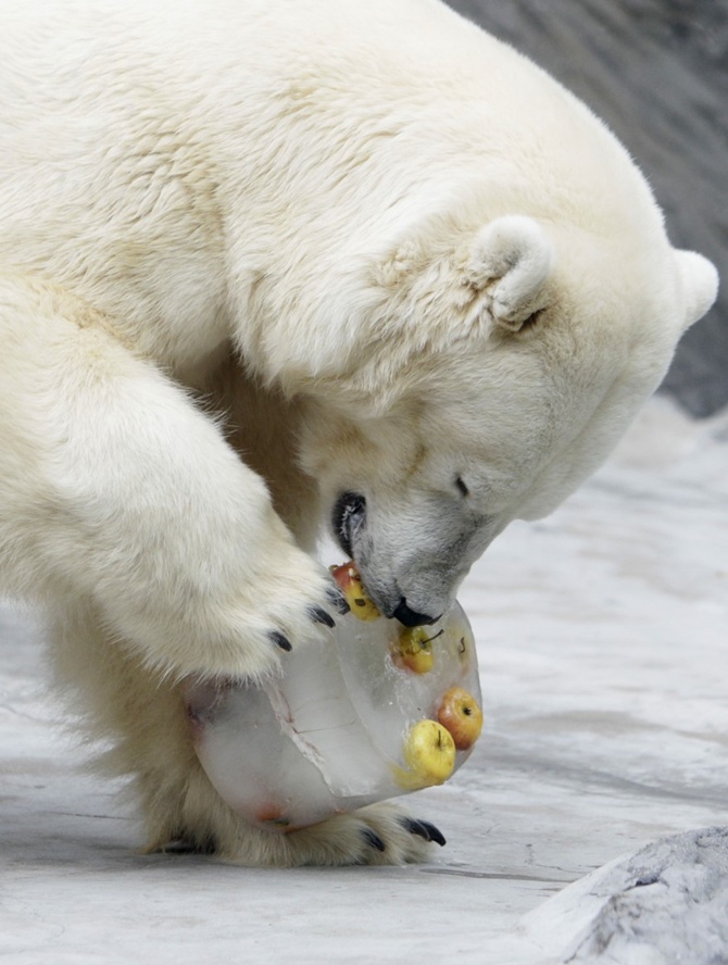 A polar bear eats an ice fruit cake inside its enclosure at Prague Zoo.