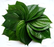 Beetel leaf