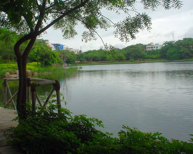 View of Lotus Pond.