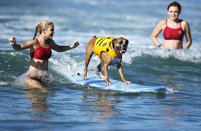 A dog participates in a surfing competition.
