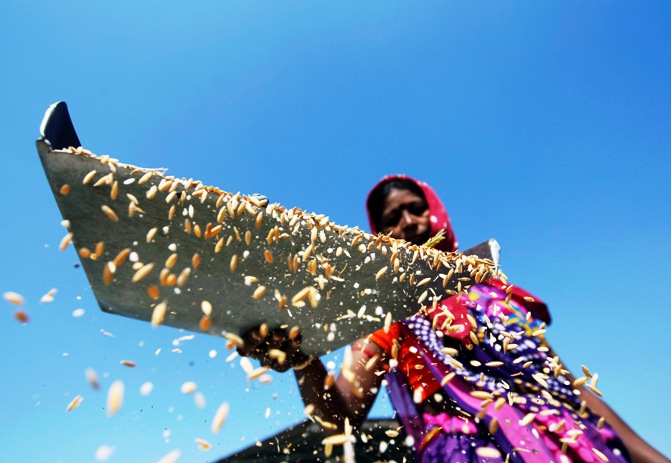 A worker throws rice through the air to remove dust at an agriculture product marketing committee yard at Sanand in Gujarat.