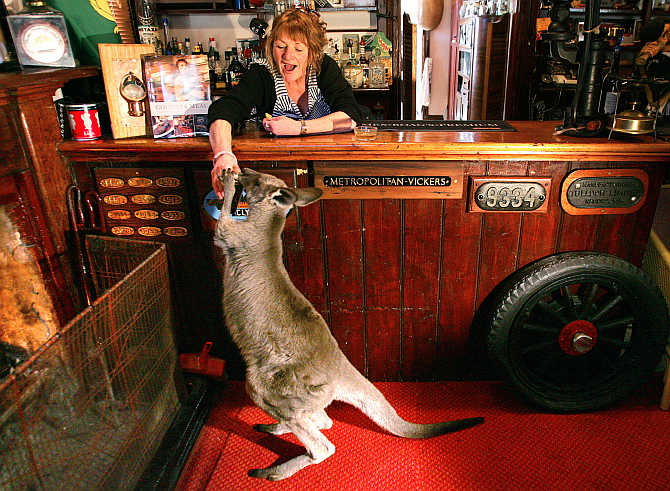 A kangaroo grabs can of beer held by Kathy Noble as she stands behind bar at the 127-year-old Comet Inn in township of Hartley Vale, Australia.