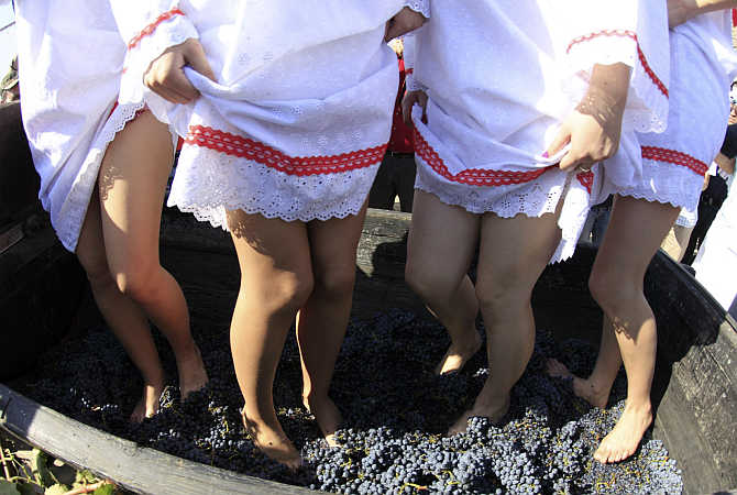 Women squash grapes with their feet in traditional style during autumn harvest celebrations and young wine preparations in Aliman village, some 240km east of Bucharest, Romania.
