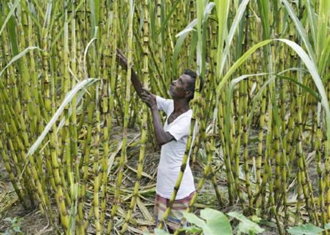 A farmer works inside a sugarcane field.