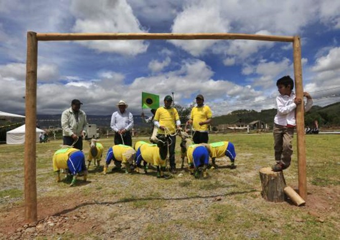 Farmers wait with their sheep, dressed with jerseys in the colors of the Brazilian national soccer team, during an exhibition in Nobsa, Colombia.
