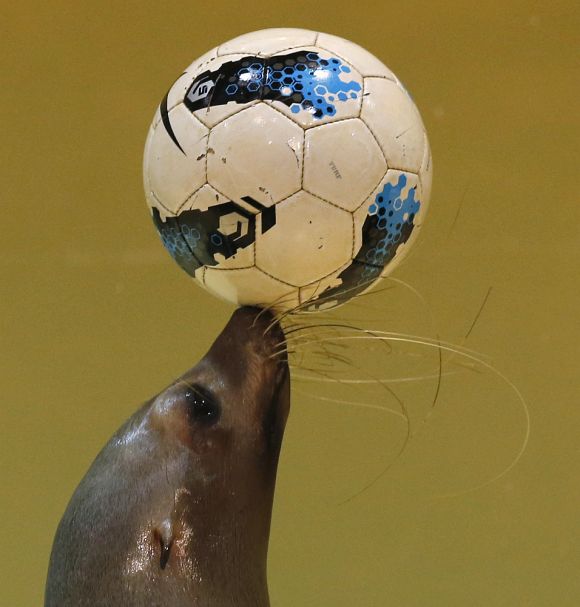 Twenty-one-year-old female seal Sarasa controls a soccer ball during a new show at the Shinagawa Aqua Stadium aquarium in Tokyo.