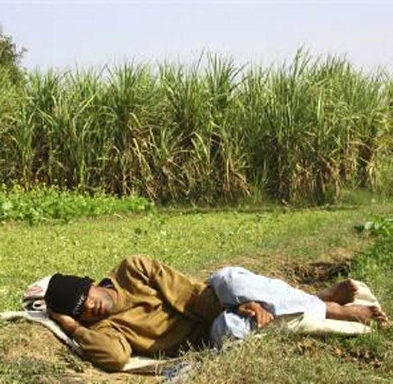 A farmer sleeps next to a sugarcane field in the village of Dumchhedi in Punjab.