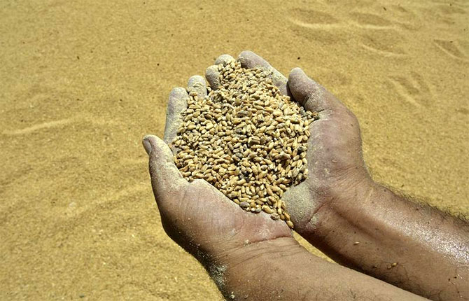 The rise in food grain prices will be reflected in the government's food subsidy.