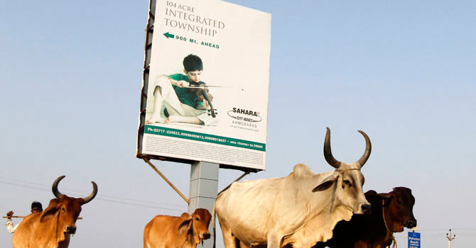 Cattle move past a Sahara advertisement board installed at a township under construction, owned by Sahara group on the outskirts of the western Indian city of Ahmedabad