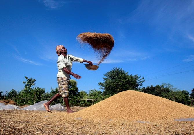 A farmer winnows paddy crops at a field.