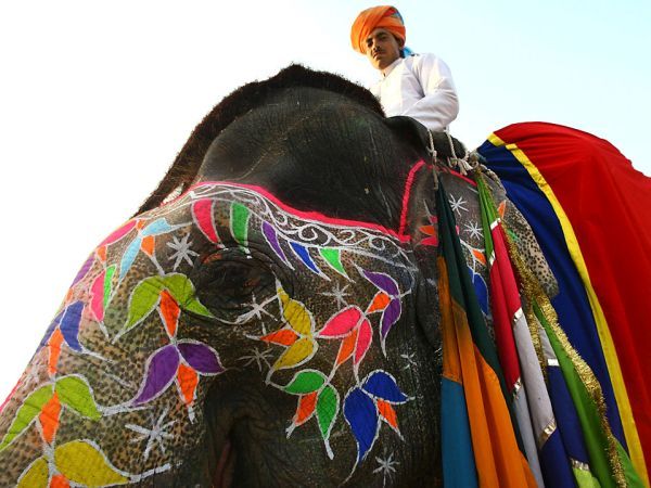 A decked up elephant. Photograph: Vijay Mathur/ Reuters