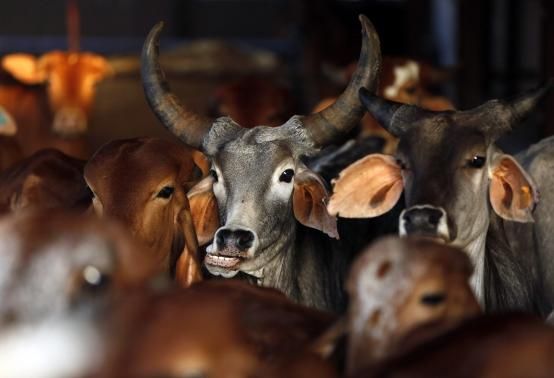 Maharashtra banned the consumption and sale of beef on March 2, 2015.