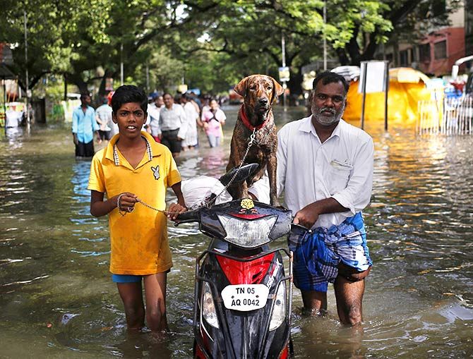 Residents along with a dog evacuate a locality as they wade through a flooded street in Chennai, India, December 3, 2015. Photo: Anindito Mukherjee/Reuters