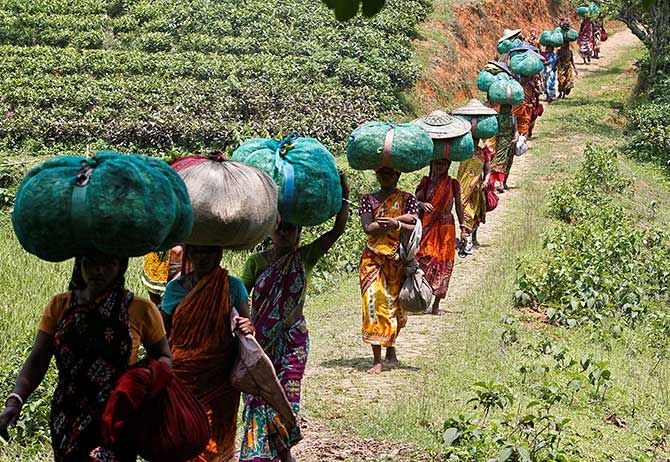 Tea garden workers at the Durgabari tea estate on the outskirts of Agartala, Tripura, May 4, 2017. Photograph: Jayanta Dey/Reuters