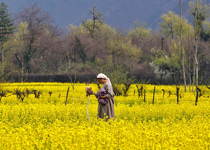 A Kashmiri woman working in her mustard fields in Harwan on the outskirts of Srinagar. Photograph: Fayaz Kabli /Reuters.
