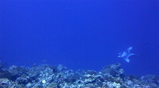 A manta ray caught on camera in the Lakshadweep islands. Photograph: Courtesy PoojaRathod/Wikimedia Commons.