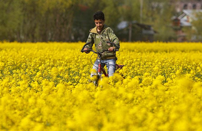 Mustard fields near Srinagar, Kashmir. Photograph: Danish Ismail/Reuters.
