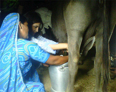 Priyanka Chopra milking a buffalo