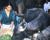 Pushpa Nagar feeding cattle at her home