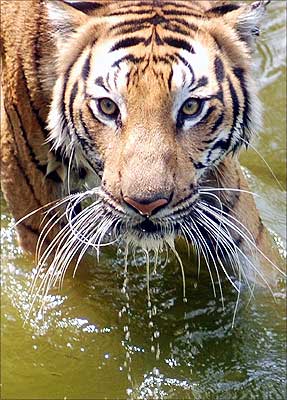 Aparna, a Bengal tiger