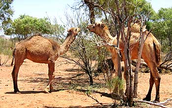 Two wild camels graze in Outback in central Australia.