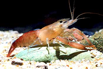 The ornamental shrimp