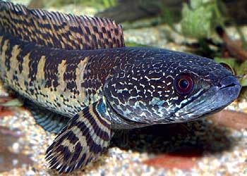 The orange-spotted snakehead fish