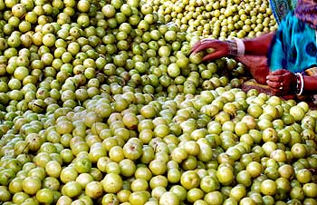 A woman arranges amla or gooseberries for selling at a wholesale market