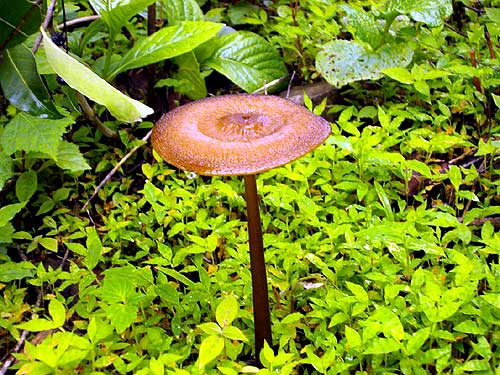 A mushroom in a patch of green in the Shayadris.