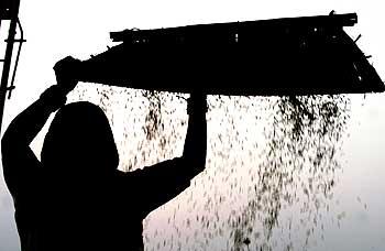 A woman uses a winnowing tray to separate the grain from the chaff.