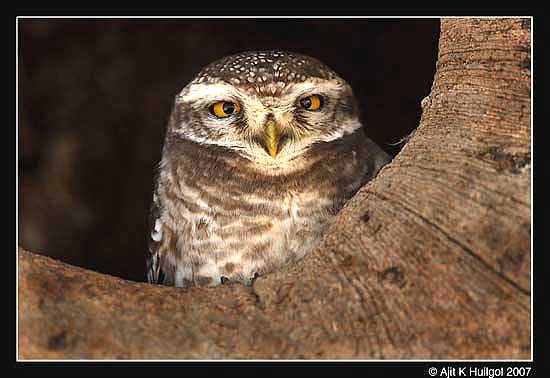 The cock-eyed owl