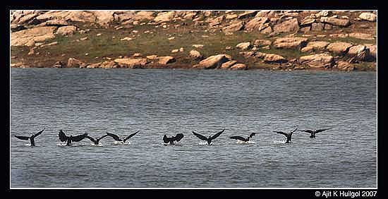 Cormorants at a lake