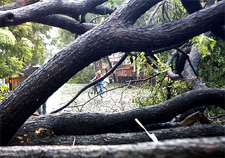 A cyclist looks at an uprooted tree in Kolkata