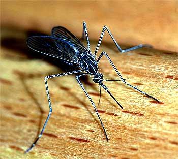 Close-up shot of a mosquito sucking human blood