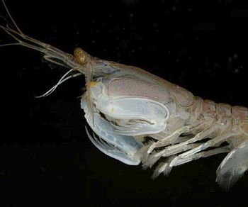 The mantis shrimp