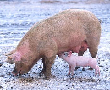 A domestic sow and her piglet
